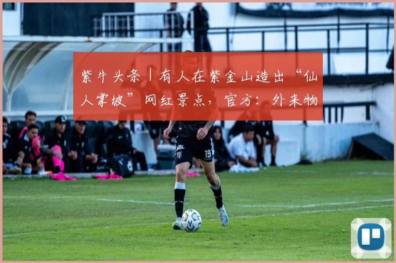 紫牛头条｜有人在紫金山造出“仙人掌坡”网红景点，官方：外来物种入侵，且存在安全隐患